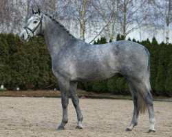 stallion Cornwall 13 (Hanoverian, 2008, from Cornet Obolensky)