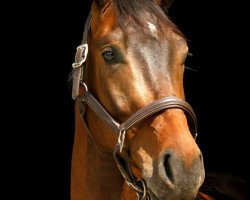 dressage horse Samour Au Legere (Westphalian, 2010, from San Amour I)