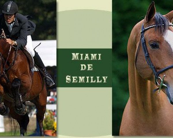 Deckhengst Miami de Semilly (Selle Français, 2000, von Voltaire)