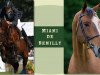 stallion Miami de Semilly (Selle Français, 2000, from Voltaire)