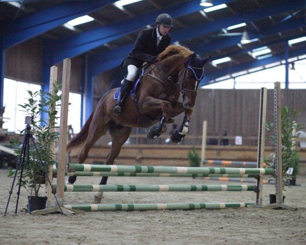 horse Vegas de l'Abbaye (Selle Français, 2009, from Miami de Semilly)