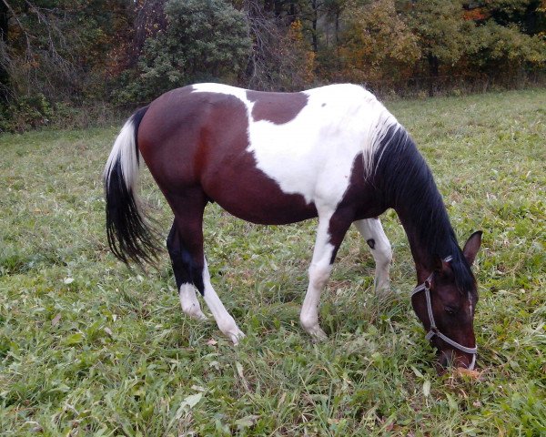 Pferd Lucky (Deutsches Sportpferd, 2012, von Lord Georg)