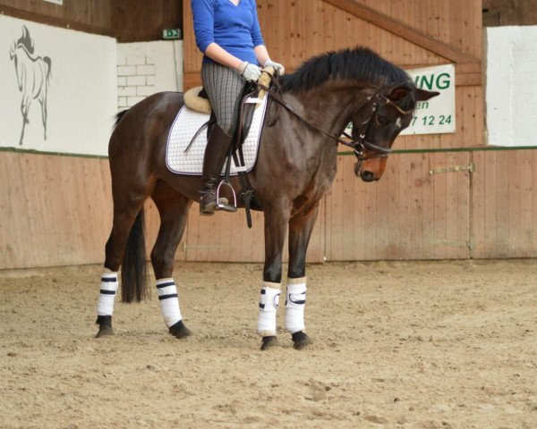 broodmare Shalimar 105 (German Riding Pony, 2011, from Strahlemann)