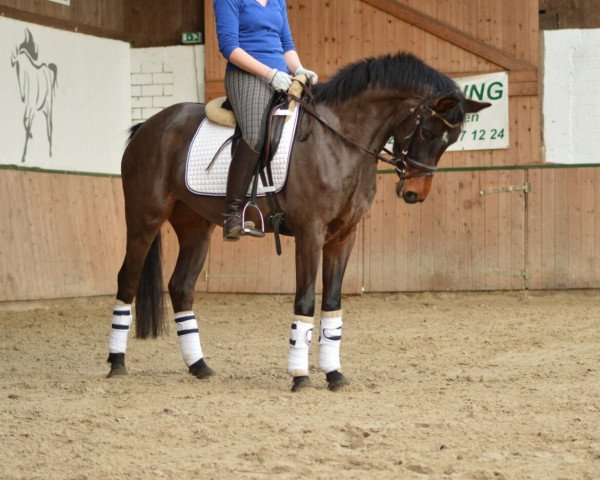 Zuchtstute Shalimar 105 (Deutsches Reitpony, 2011, von Strahlemann)