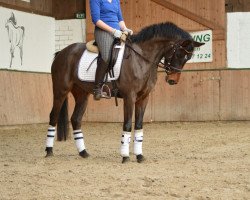 broodmare Shalimar 105 (German Riding Pony, 2011, from Strahlemann)