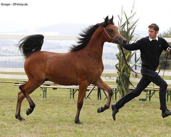 horse CBA Jagho (Arabian thoroughbred, 2013, from Lawrence El Gazal ox)