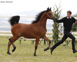 horse CBA Jagho (Vollblutaraber, 2013, from Lawrence El Gazal ox)