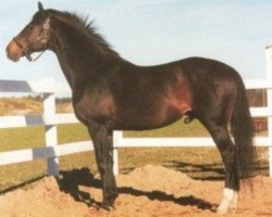 stallion Mintage xx (Thoroughbred, 1974, from Meadow Mint xx)