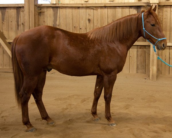 Deckhengst PBRK Hollywood Doc (Quarter Horse, 2012, von Lean With Hollywood)