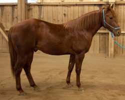 Deckhengst PBRK Hollywood Doc (Quarter Horse, 2012, von Lean With Hollywood)