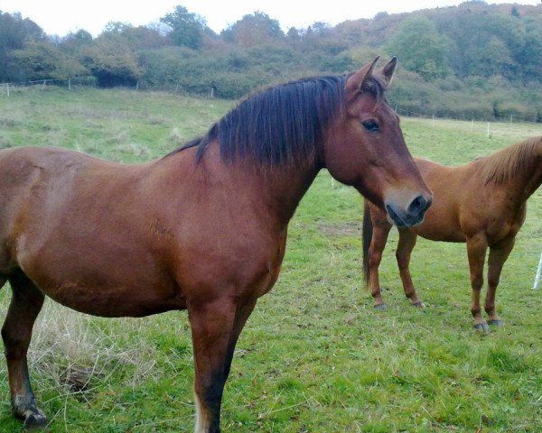 horse Caboteur (Freiberger, 1996)