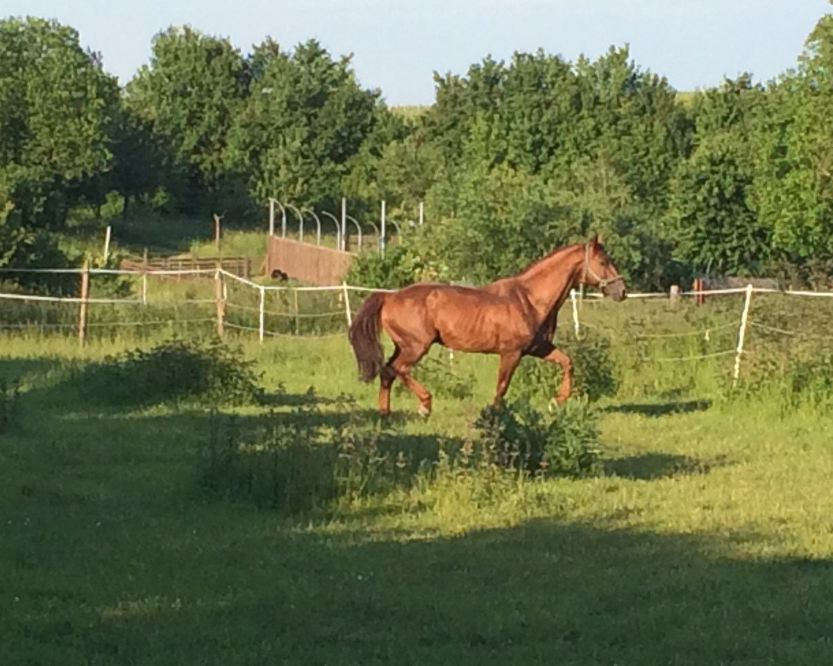 stallion Lepantino L (Zweibrücken, 1997, from Lord Lepanto)