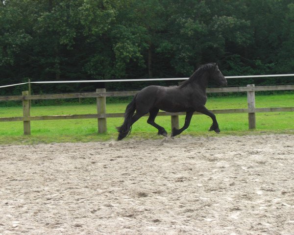 Pferd Britta (Friese, 2006, von Hermann fan boppe de Slus)