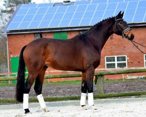 dressage horse Diabolo B 3 (Hanoverian, 2010, from Desperados FRH)