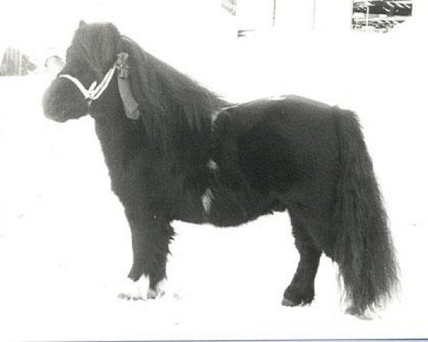 Deckhengst Martje v.d. Bredeweg (Shetland Pony (unter 87 cm), 1976, von Coen van Neer)