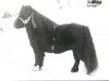stallion Martje v.d. Bredeweg (Shetland pony (under 87 cm), 1976, from Coen van Neer)