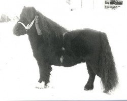 stallion Martje v.d. Bredeweg (Shetland pony (under 87 cm), 1976, from Coen van Neer)