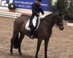 dressage horse Rossano R (Oldenburg, 2002, from Rohdiamant)