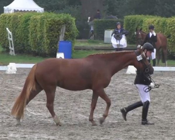 dressage horse Chianti de Luxe 2 (German Riding Pony, 2010, from Cezanne de Luxe)