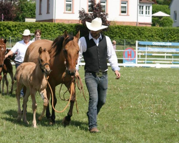 broodmare CS Mistics Dun Girl (Paint Horse, 2008)