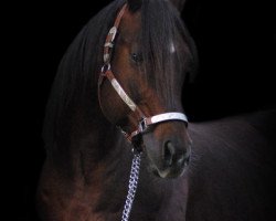 Deckhengst Mr. Curtis Doc Taris (Quarter Horse, 2001, von WV Cataris)