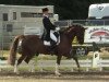 dressage horse Ramazotti 124 (Hanoverian, 2002, from Rotspon)