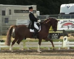 dressage horse Ramazotti 124 (Hanoverian, 2002, from Rotspon)