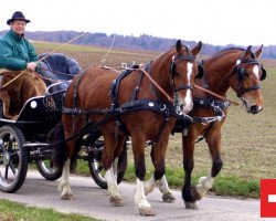 horse Freiberger (Freiberger, 2010, from Hermitage)