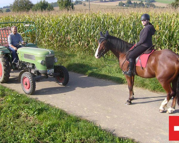 Pferd Naylo (Freiberger, 2010, von No Body)