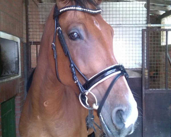 dressage horse Rodney (Rhinelander, 2009)