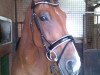 dressage horse Rodney (Rhinelander, 2009)