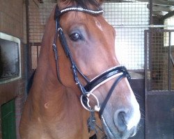 dressage horse Rodney (Rhinelander, 2009)