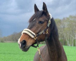 broodmare Florina (Westphalian, 2004, from Florestan I)