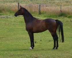 dressage horse Walando (Hanoverian, 2003, from Worldly I)