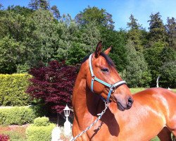 dressage horse Roxana E (Austrian Warmblood, 2009, from United)