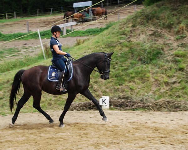 dressage horse Waliento (Austrian Warmblood, 2011, from Westpoint)