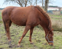 Springpferd Cera (Deutsches Sportpferd, 2006, von Cancoon)