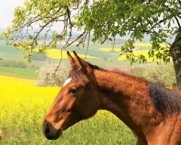 dressage horse Donna Valegra E (Austrian Warmblood, 2013, from Don Frederic 3)