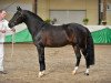 stallion Koetsiershoeve's Silver Star (New Forest Pony, 1999, from Aladin)