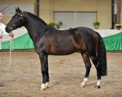 stallion Koetsiershoeve's Silver Star (New Forest Pony, 1999, from Aladin)