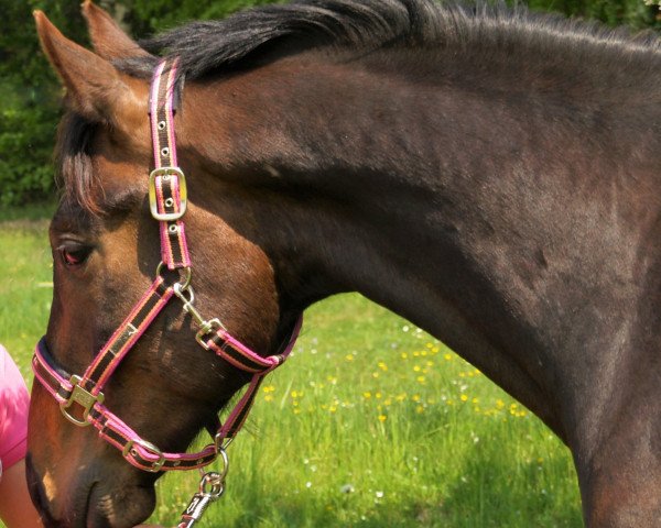 dressage horse Ristretto E (Austrian Warmblood, 2011, from Skovens Rafael)