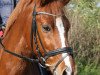 dressage horse Domecq 5 (German Riding Pony, 2003, from Derbino)