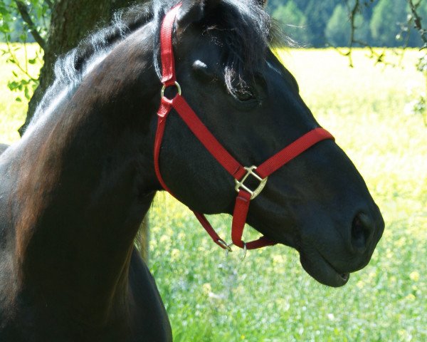 dressage horse Rubinio E (Austrian Warmblood, 2005, from Rubinero 2)