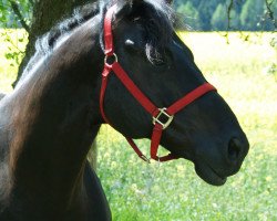 dressage horse Rubinio E (Austrian Warmblood, 2005, from Rubinero 2)