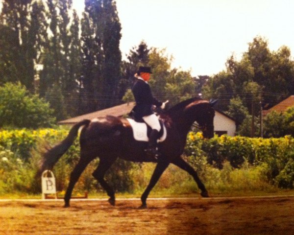 broodmare Karolina (Austrian Warmblood, 1995, from Liberty Life)