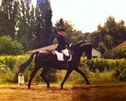 broodmare Karolina (Austrian Warmblood, 1995, from Liberty Life 125 FIN)