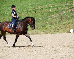 broodmare Donna Belissima E (Austrian Warmblood, 2006, from Dream On)