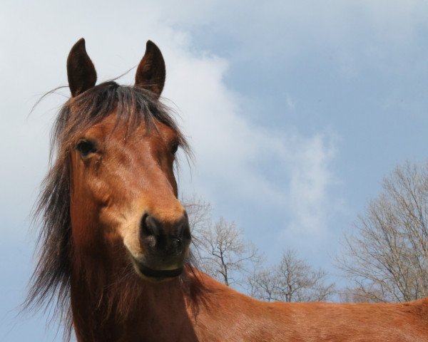 Pferd BB's Rockin' Rose (Freiberger, 2008, von Nocturne des Champs)