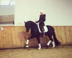 dressage horse Future Gold (German Sport Horse, 2010, from Fürstenball)