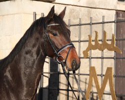 dressage horse Querido 61 (Württemberger, 2012, from Quadrofino)